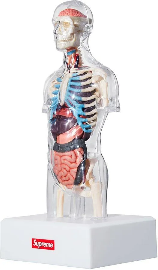 SUPREME - ANATOMY MODEL (MALE)