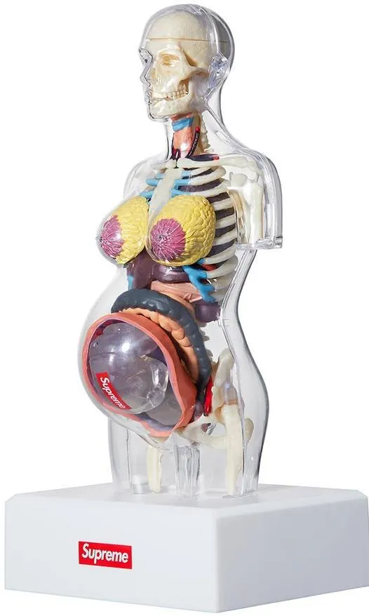 SUPREME - ANATOMY MODEL (FEMALE)
