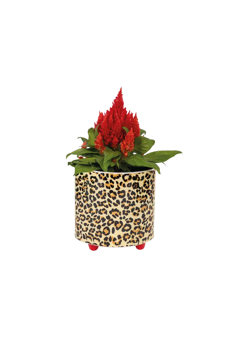 Macetero Leopardo