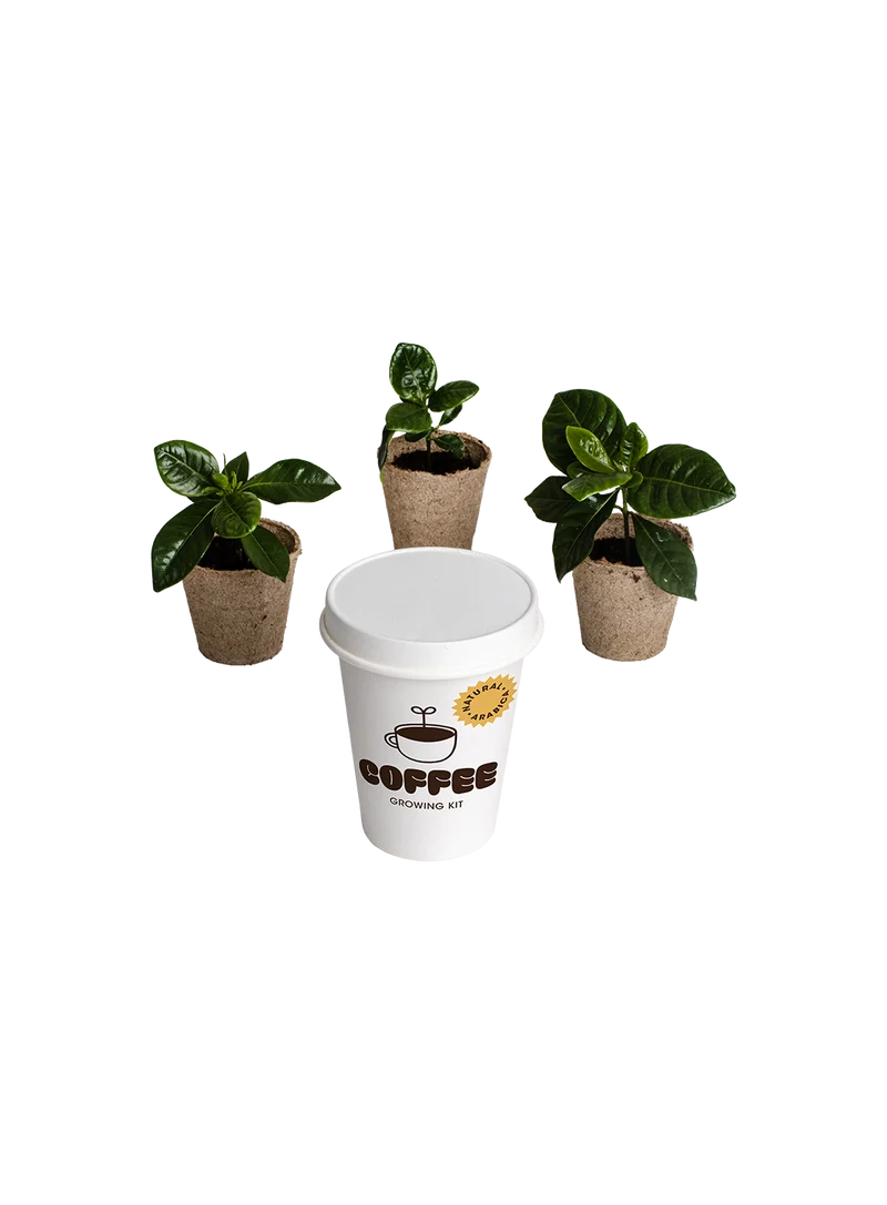 Kit De Cultivo De Café